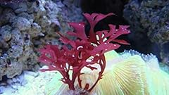 Live saltwater plant for sale  Delivered anywhere in USA 