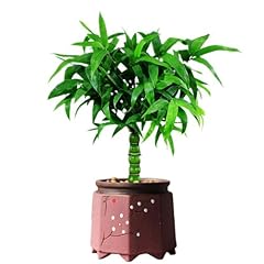 Bamboo plants live for sale  Delivered anywhere in USA 