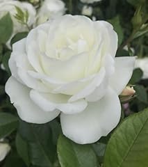 Rosa iceberg floribunda for sale  Delivered anywhere in UK