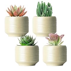 Bestseler mini succulent for sale  Delivered anywhere in USA 