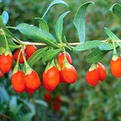 Jafag goji berry for sale  Delivered anywhere in USA 