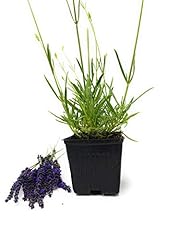 Findlavender lavender french for sale  Delivered anywhere in USA 