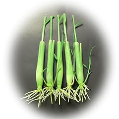 Lemongrass plants inches for sale  Delivered anywhere in USA 