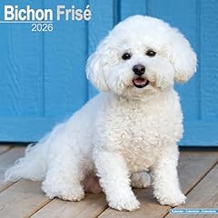 Bichon frise 2026 for sale  Delivered anywhere in UK