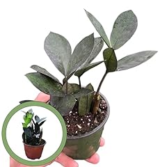 Raven plant zamioculcas for sale  Delivered anywhere in USA 
