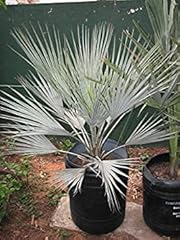 Semi brahea sp. d'occasion  Livré partout en Belgiqu