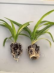 Green spider plants for sale  Delivered anywhere in USA 