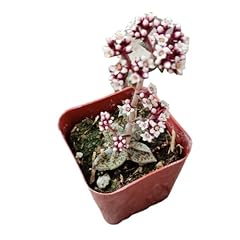 Foliagems live succulent for sale  Delivered anywhere in USA 