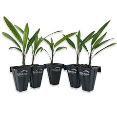 Lady palm live for sale  Delivered anywhere in USA 