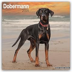 Dobermann 2025 square for sale  Delivered anywhere in UK