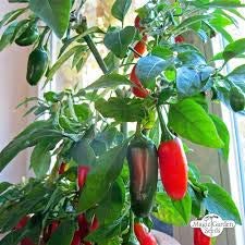 Giant jalapeno peppers for sale  Delivered anywhere in UK