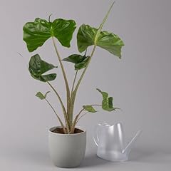 Alocasia macrorrhiza stingray gebraucht kaufen  Wird an jeden Ort in Deutschland