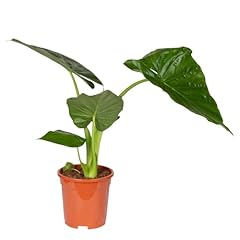 Alocasia macrorrhiza topf gebraucht kaufen  Wird an jeden Ort in Deutschland