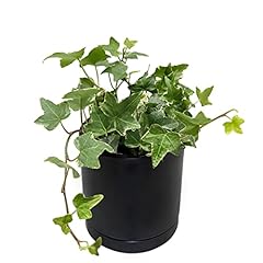 Easy grow ivy for sale  Delivered anywhere in USA 