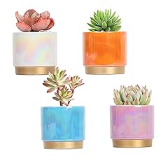 Gepege succulent pots for sale  Delivered anywhere in USA 