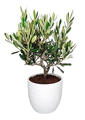 Giardini giulia bonsai usato  Spedito ovunque in Italia 