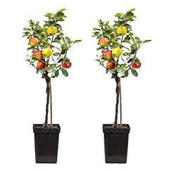 Plant box melo usato  Spedito ovunque in Italia 