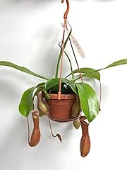 Nepenthes alata monkey for sale  Delivered anywhere in Ireland