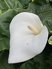 White arum lily for sale  Delivered anywhere in Ireland