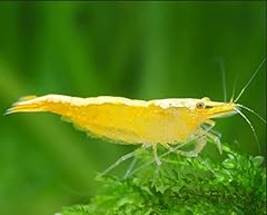 Shrimprack yellow golden for sale  Delivered anywhere in USA 