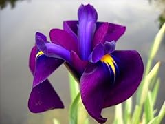 Pondplantsuk iris ensata for sale  Delivered anywhere in UK