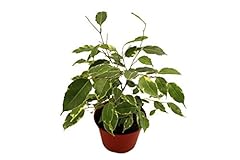Weeping fig tree for sale  Delivered anywhere in USA 
