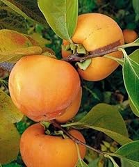 Kaki pianta frutta usato  Spedito ovunque in Italia 