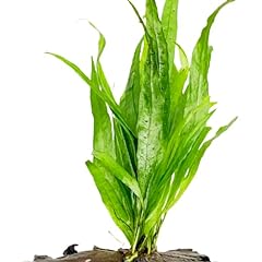 Planterest java fern for sale  Delivered anywhere in USA 