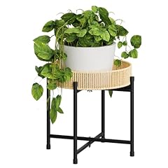 Bamworld rattan plant for sale  Delivered anywhere in USA 