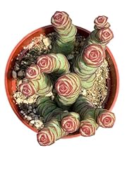 Crassula baby necklace for sale  Delivered anywhere in USA 