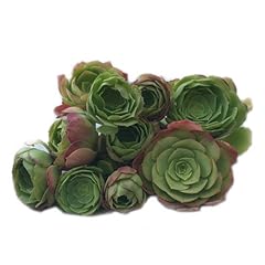 Succulent plants irish for sale  Delivered anywhere in USA 