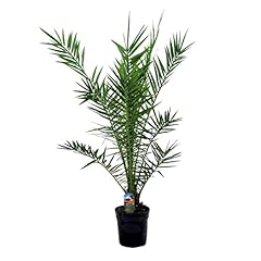 Bloomique phoenix canariensis gebraucht kaufen  Wird an jeden Ort in Deutschland