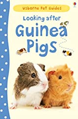 Looking guinea pigs for sale  Delivered anywhere in UK