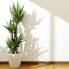 Garden yucca plant for sale  Delivered anywhere in UK