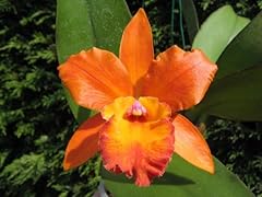 Cattleya orchidées plantation d'occasion  Livré partout en France