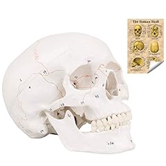 Ronten human skull for sale  Delivered anywhere in Ireland