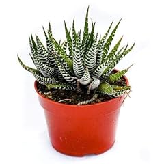Live haworthia succulent for sale  Delivered anywhere in USA 