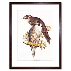 Painting birds gould for sale  Delivered anywhere in USA 