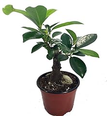 Chinese ginseng ficus for sale  Delivered anywhere in USA 