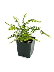 Nephrolepis exaltata true for sale  Delivered anywhere in USA 