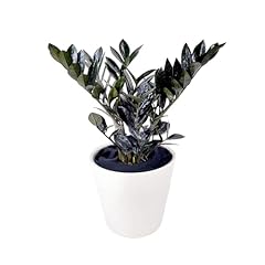 Raven starter plant for sale  Delivered anywhere in USA 