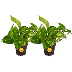 Costa farms pothos for sale  Delivered anywhere in USA 