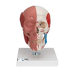 Scientific a300 skull for sale  Delivered anywhere in USA 