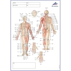 Scientific 1017887 acupuncture for sale  Delivered anywhere in UK