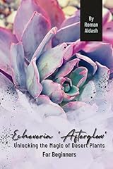 Echeveria afterglow unlocking for sale  Delivered anywhere in USA 