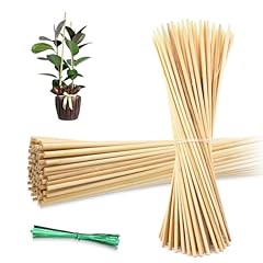 50pcs bamboo plant for sale  Delivered anywhere in USA 