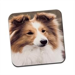 Shetland sheepdog single for sale  Delivered anywhere in UK