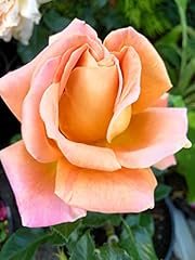Creamy orange alpine for sale  Delivered anywhere in UK