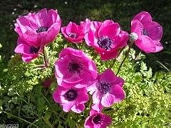 Anemone coronaria bulbs for sale  Delivered anywhere in USA 