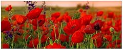 Wallario glasbild mohnblumen gebraucht kaufen  Wird an jeden Ort in Deutschland